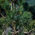 Borovica limbová (Pinus cembra) ´GLAUCA´ - výška 100-120cm, kont. C70L - BONSAJ (-34°C)